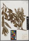 Foto von Salix stipularis Sm.
